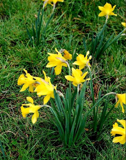 Narcissus bujei
